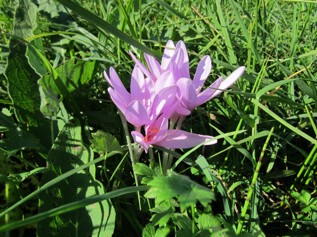 Colchicum autumnale - Foto Wikimedia Commons @AnRo0002