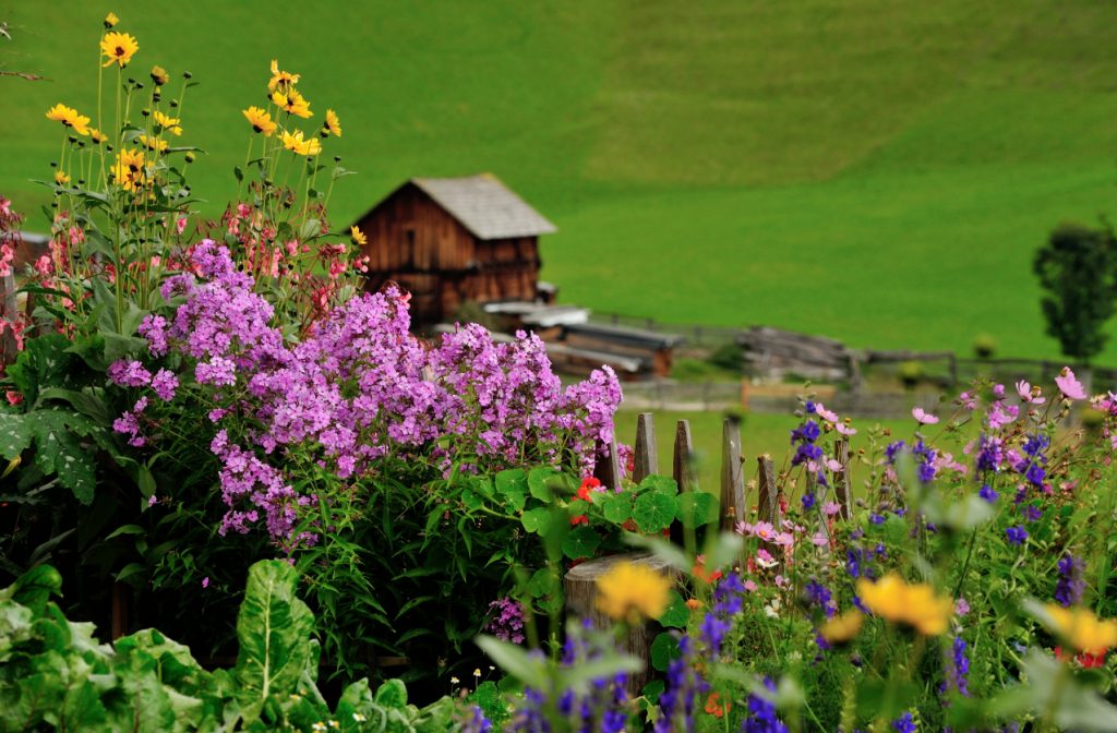 Un orto a Miscì, località di San Martino in Badia, dominato dai fiori rosa dei floghi.
La Val Badia
ha mantenuto pressoché inalterato il paesaggio agricolo tradizionale.