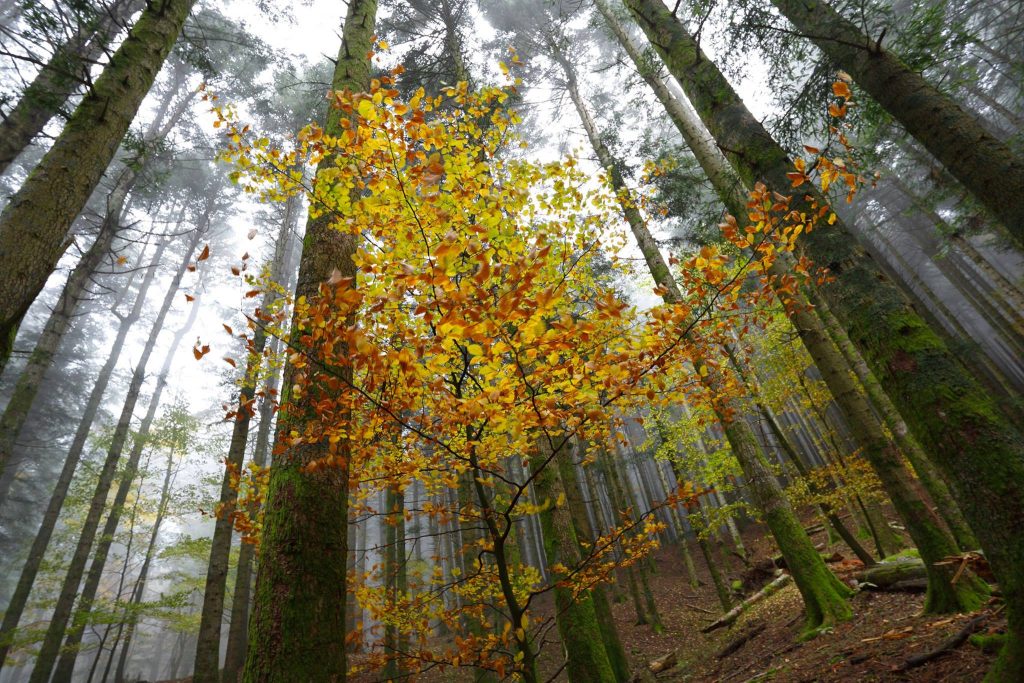 Parco Nazionale Foreste Casentinesi