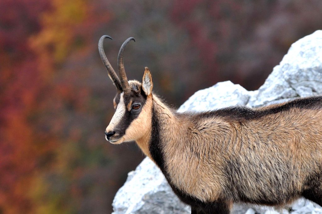 Camoscio sulla Serra delle Gravare
