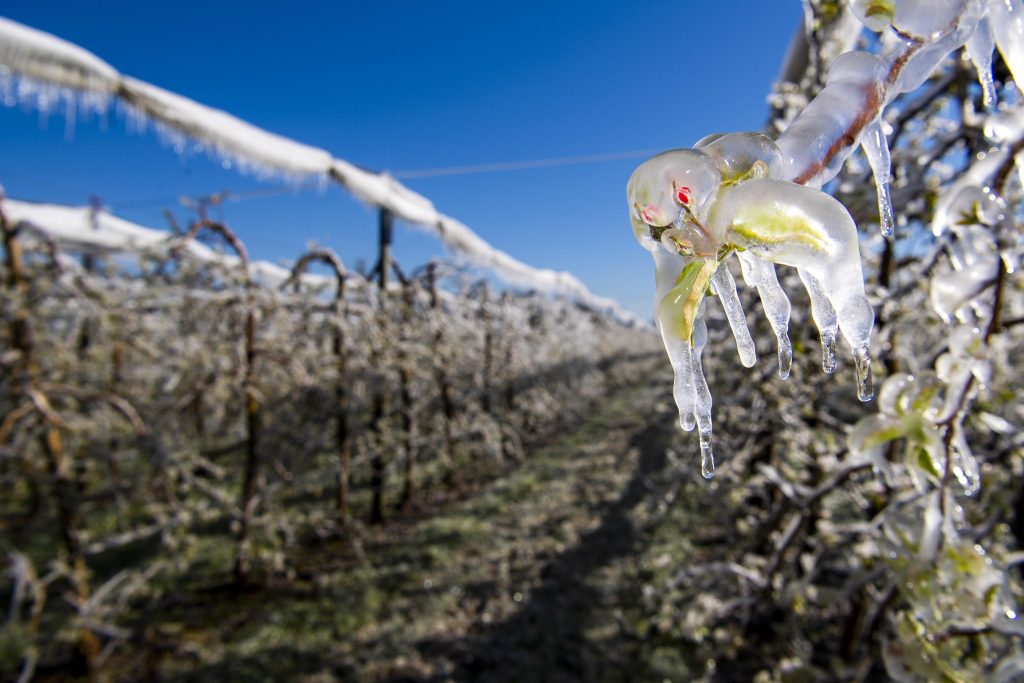 Sistemi antibrina nei frutteti del Canton Ginevra, Svizzera - Foto ANSA/EPA/MARTIAL TREZZINI