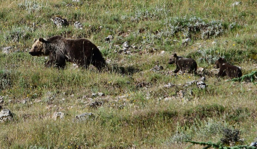 Luglio 2020, Amarena e due dei cuccioli