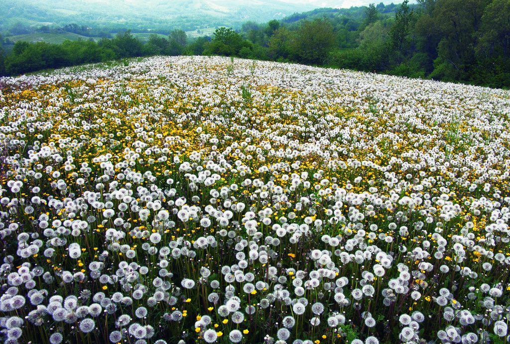 Fioritura di tarassaco, sull’Appennino Ligure - Foto Riccardo Carnovalini
