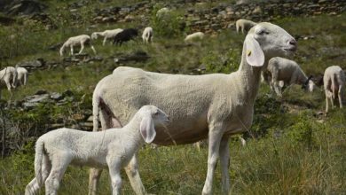 Photo of Alpi Cozie. 250 pecore assunte come “operatori ecologici” in quota