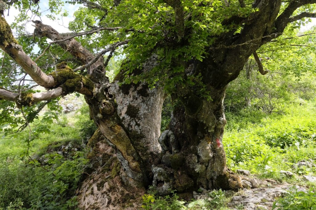 Un grande faggio sui Monti Simbruini, foto Cascavilla