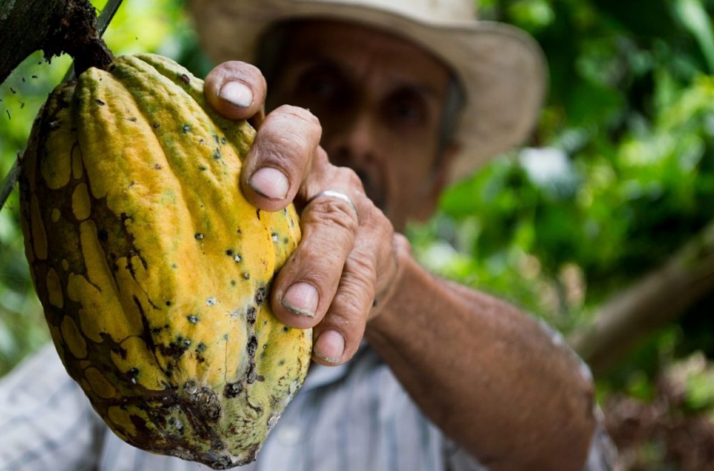 cacao, cioccolato, ande