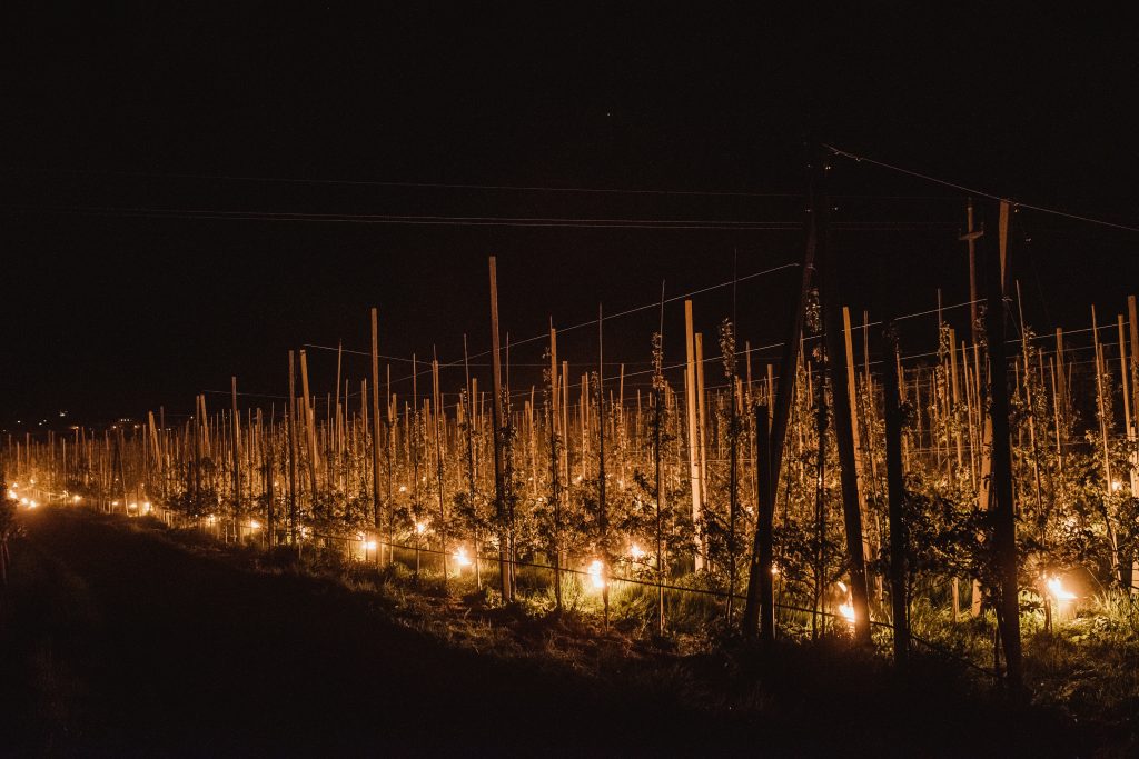 Fuochi antigelo - Copyright VIP - Fotografia di Julia Lesina Debiasi