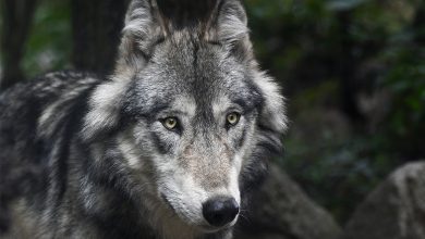 Photo of Problema lupi, in Scandinavia si punta sugli abbattimenti. Un esempio da seguire?