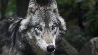 Photo of Lupo in Italia, cosa sappiamo?