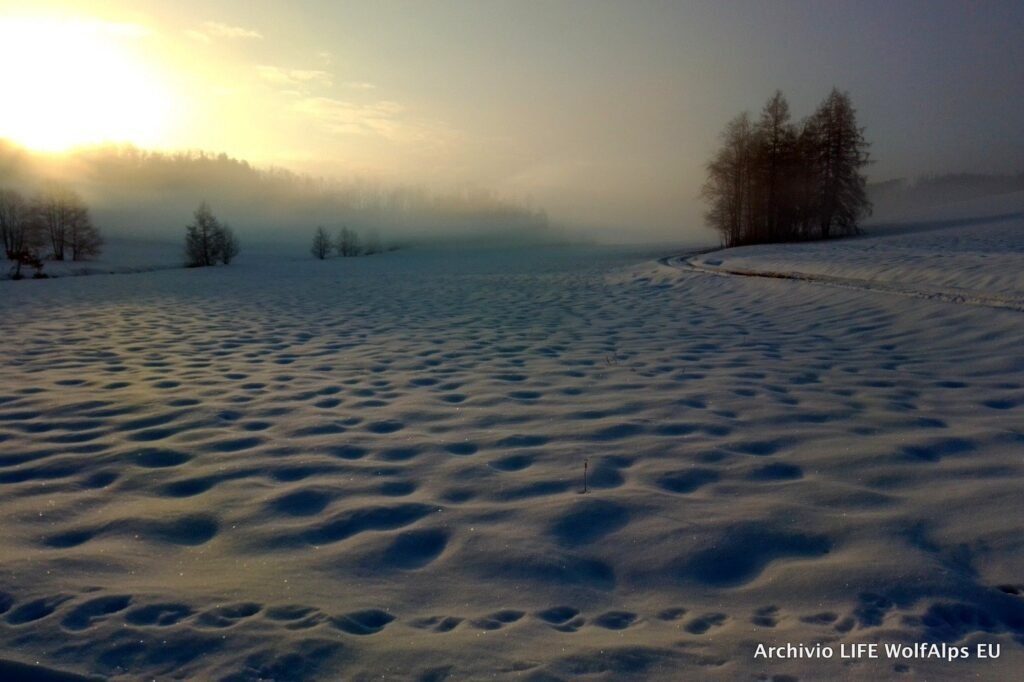 Foto LIFE Wolf Alps EU