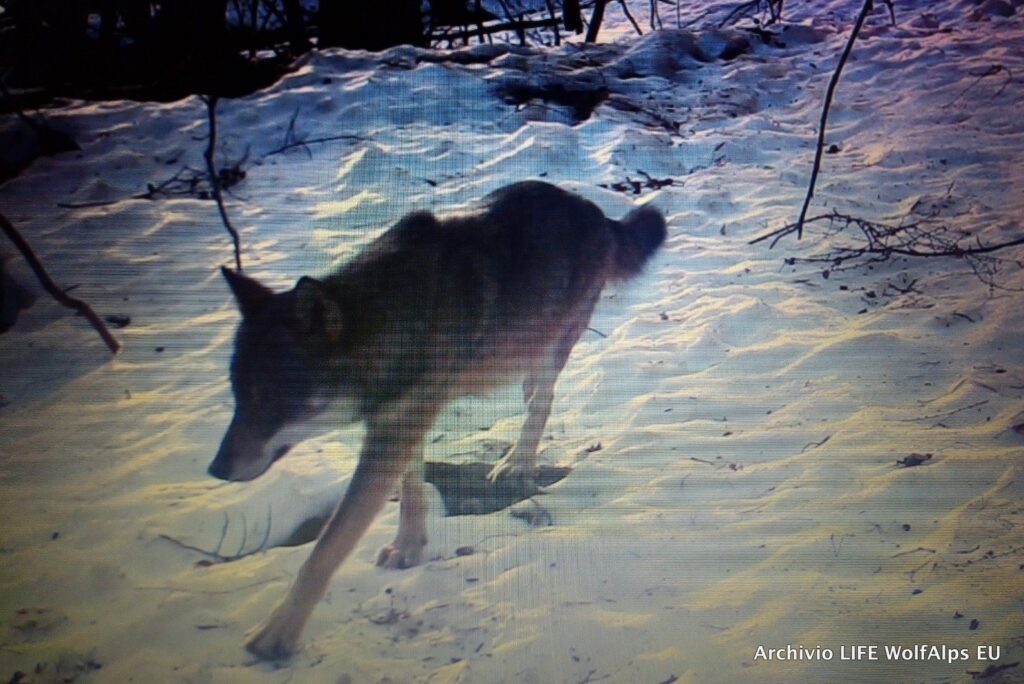 Foto LIFE Wolf Alps EU