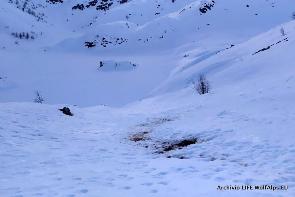 Foto LIFE Wolf Alps EU