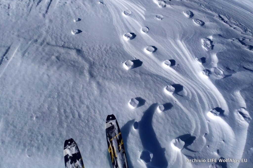 Foto LIFE Wolf Alps EU