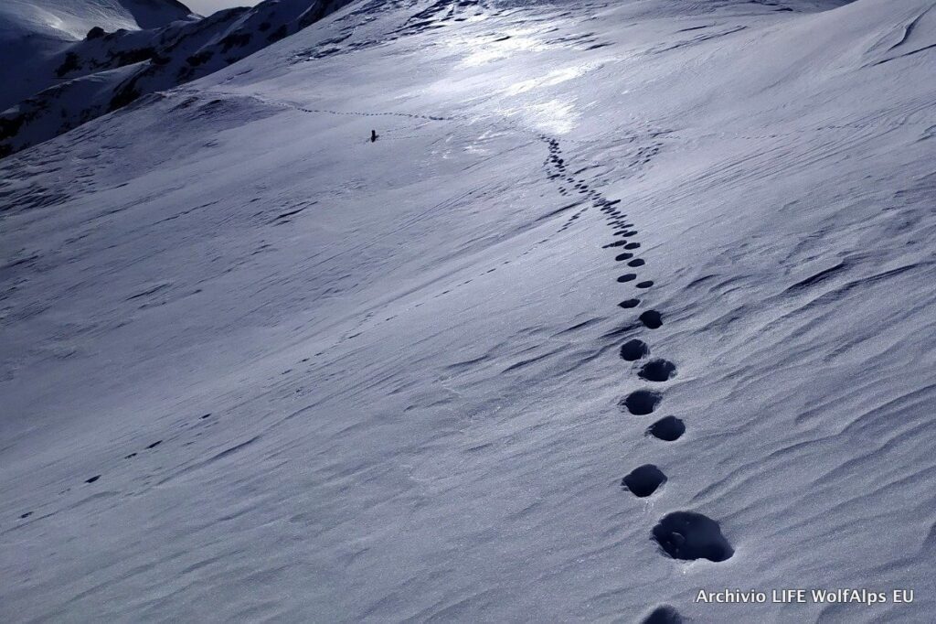 Foto LIFE Wolf Alps EU