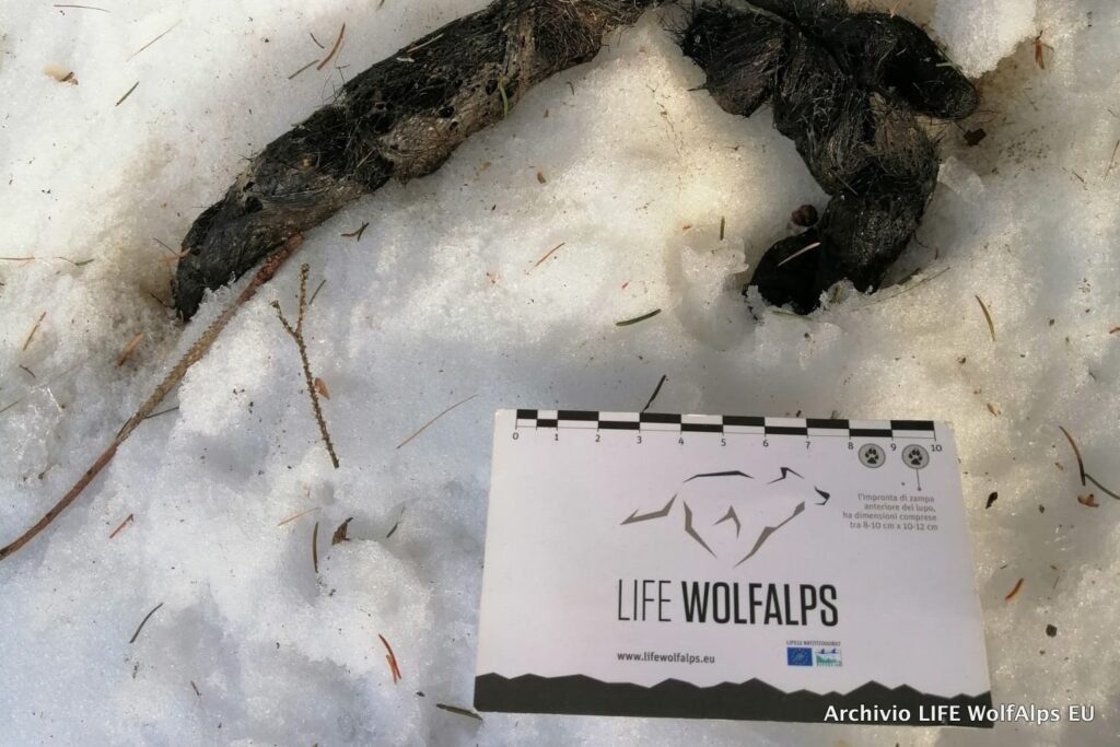 Foto LIFE Wolf Alps EU