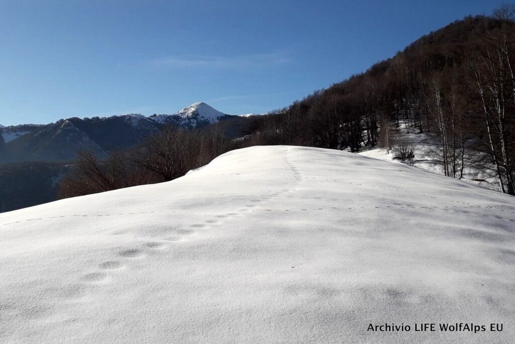 Foto LIFE Wolf Alps EU