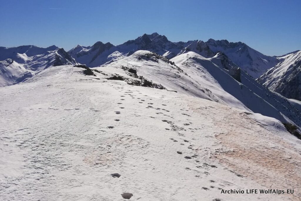 Foto LIFE Wolf Alps EU