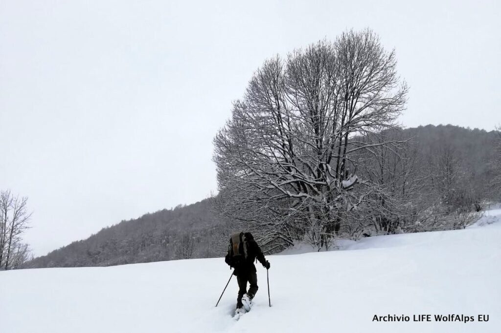 Foto LIFE Wolf Alps EU
