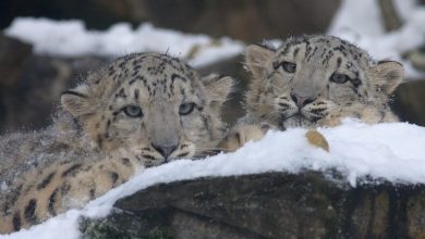 Photo of Piccoli leopardi delle nevi crescono. Un magico video dal Tibet