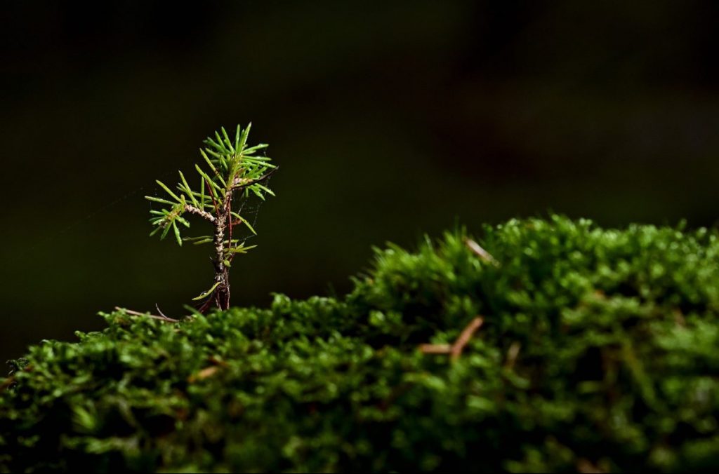 boschi, foresta, albero