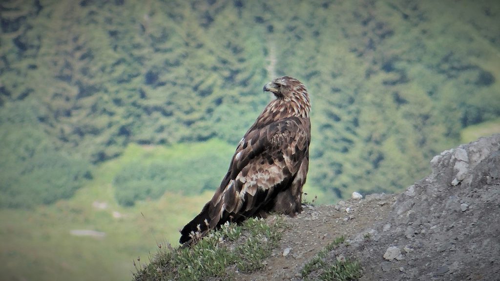 Aquila reale. Foto Wikimedia Commons @Ibex73