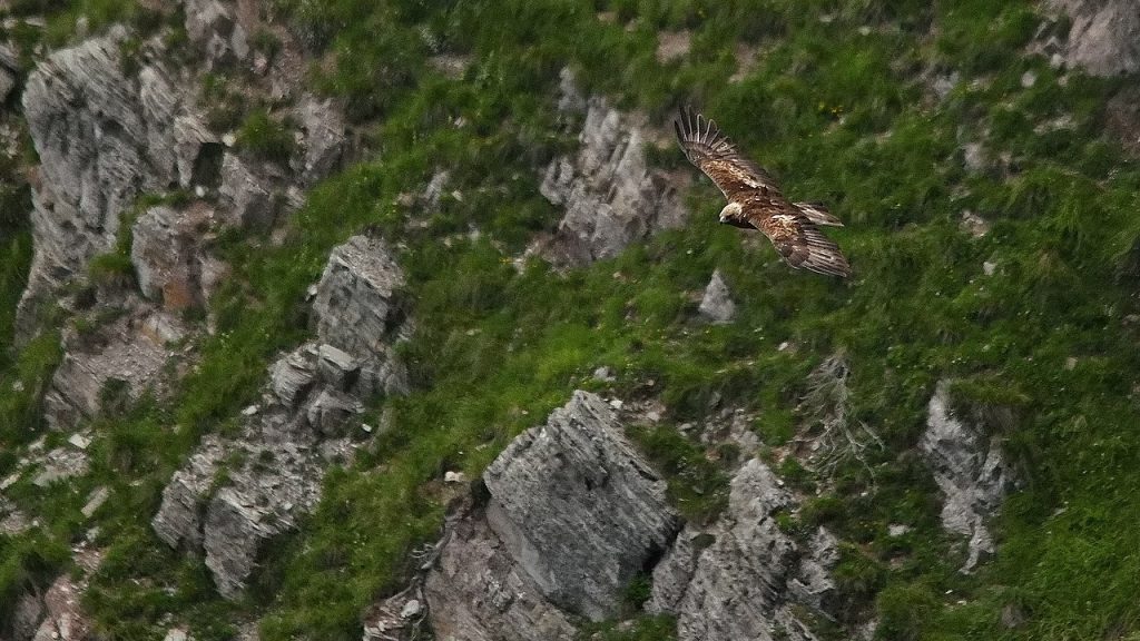 In volo - Foto Wikimedia Commons @Riccardo la Torre