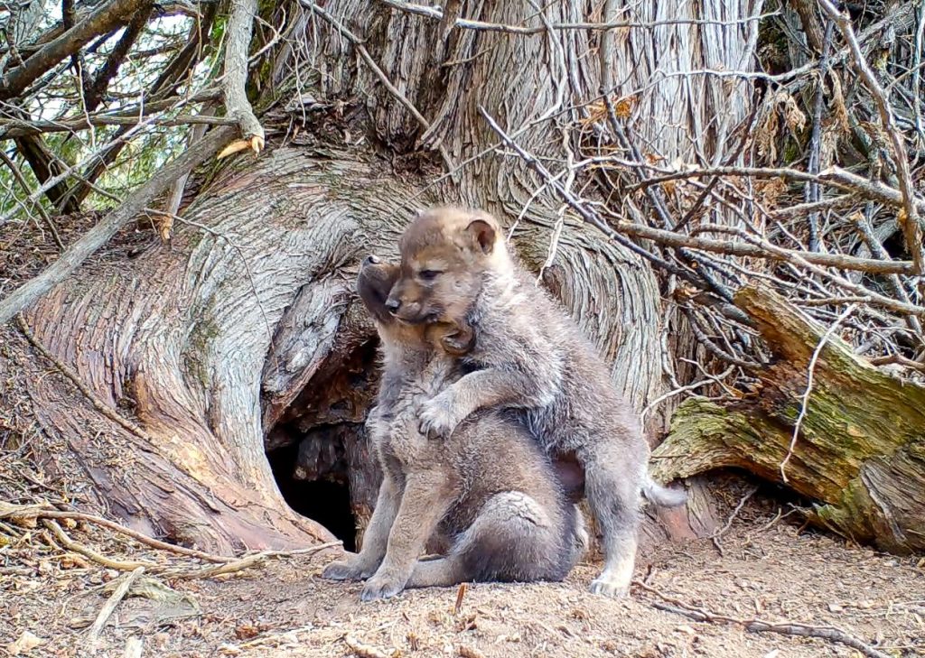 Foto @ The Voyageurs Wolf Project 