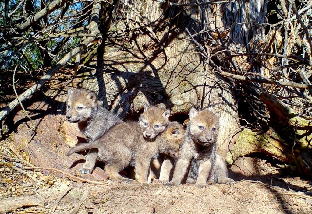 Foto @ The Voyageurs Wolf Project 