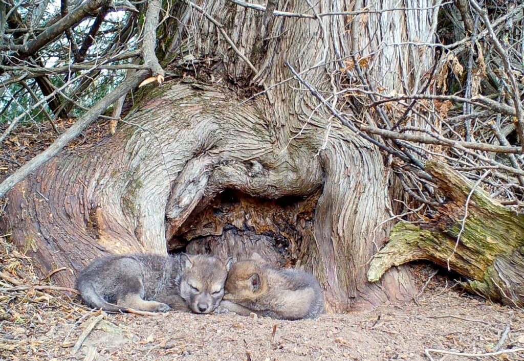 Foto @ The Voyageurs Wolf Project 