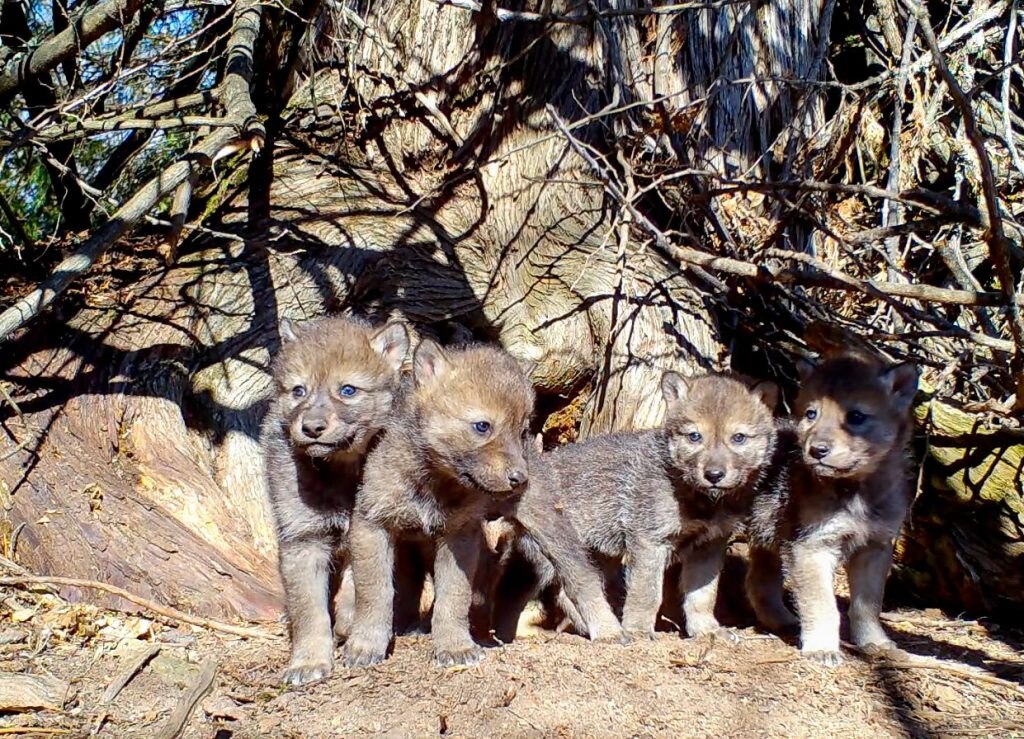 Foto @ The Voyageurs Wolf Project 