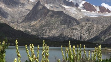 Photo of Altopiano tibetano: nelle praterie alpine biodiversità maggiore che nelle foreste