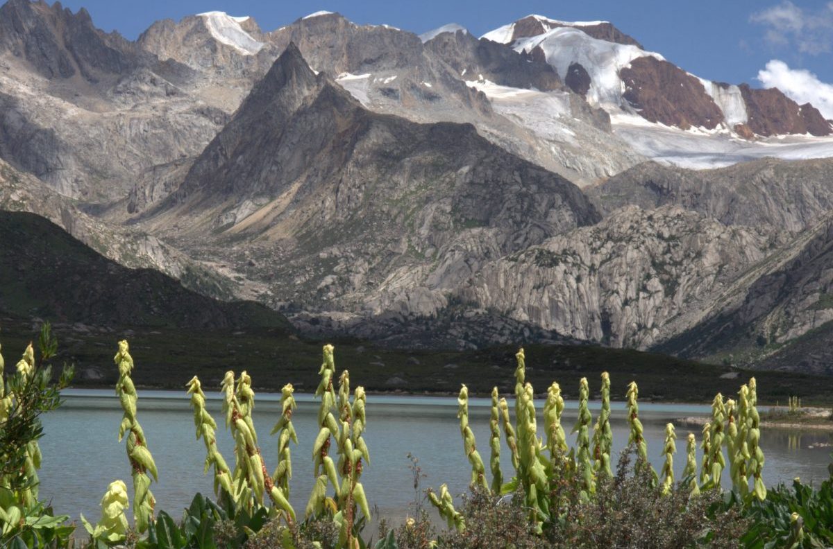 altopiano tibetano, biodiversità