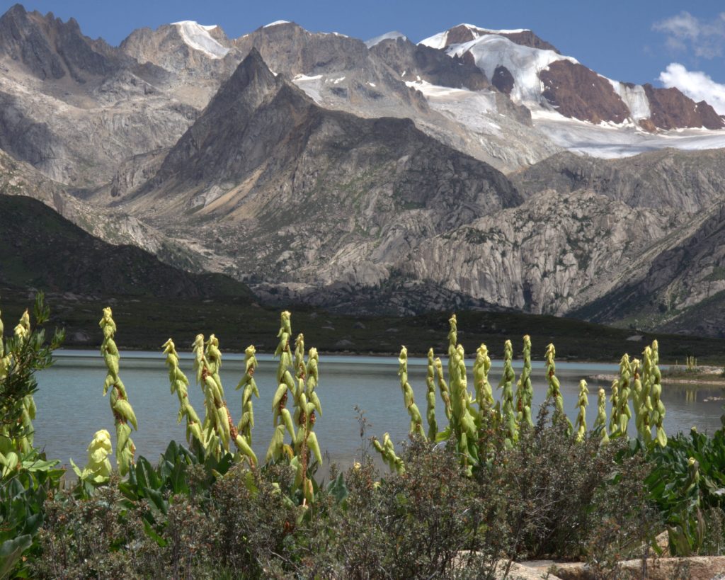 Specie alpine nelle Hengduan-Mountains. Ph. Field Museum / Richard H. Ree