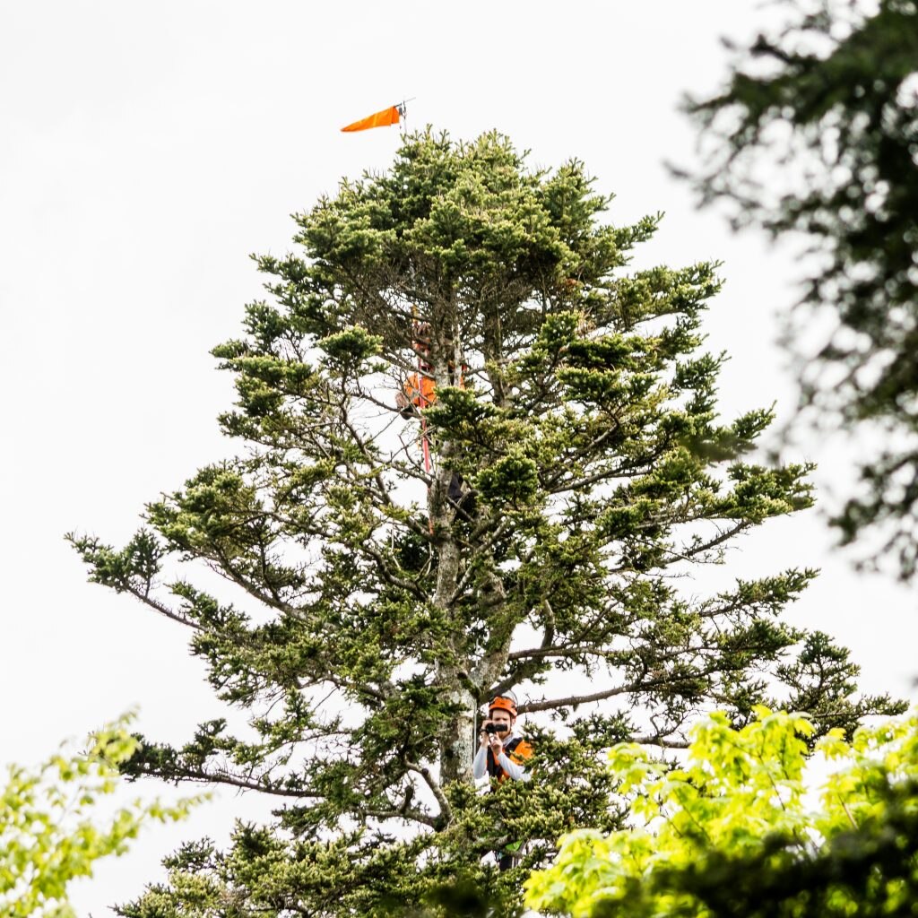 Foto Giant Trees Foundation