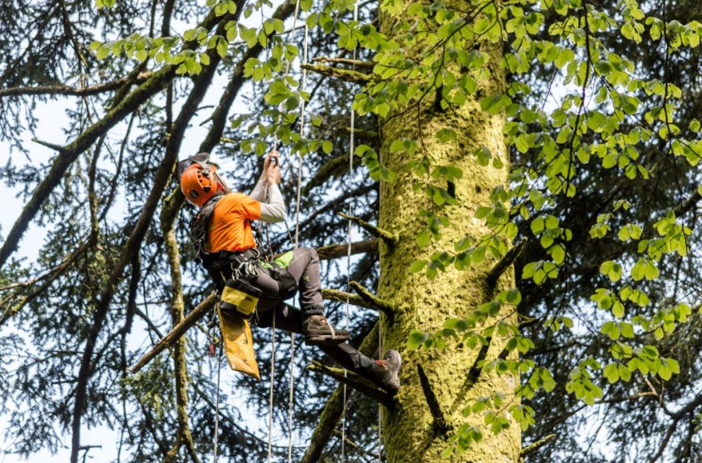 foreste casentinesi, abete