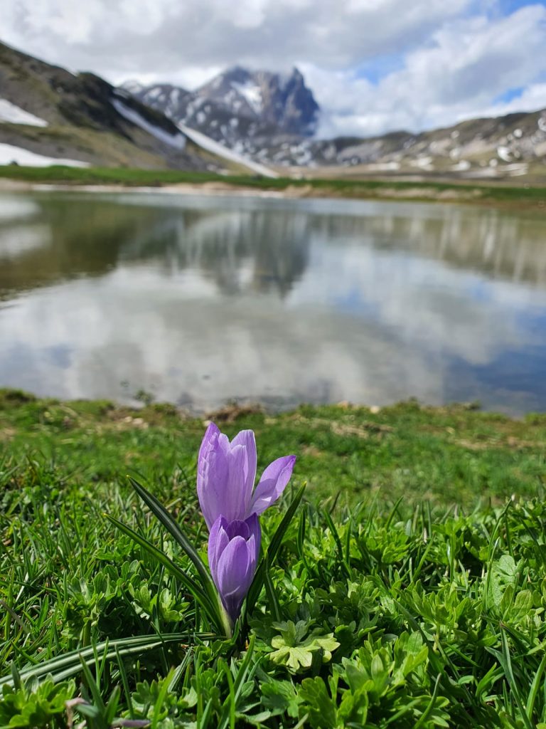 Crochi a Campo Imperatore - Foto Elio Ursini