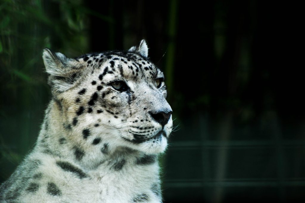 Leopardo delle nevi - Foto Clovis Kurower @Unsplash