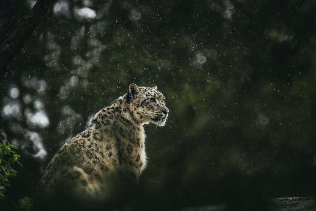 Leopardo delle nevi - Foto Frida Bredesen @ Unsplash