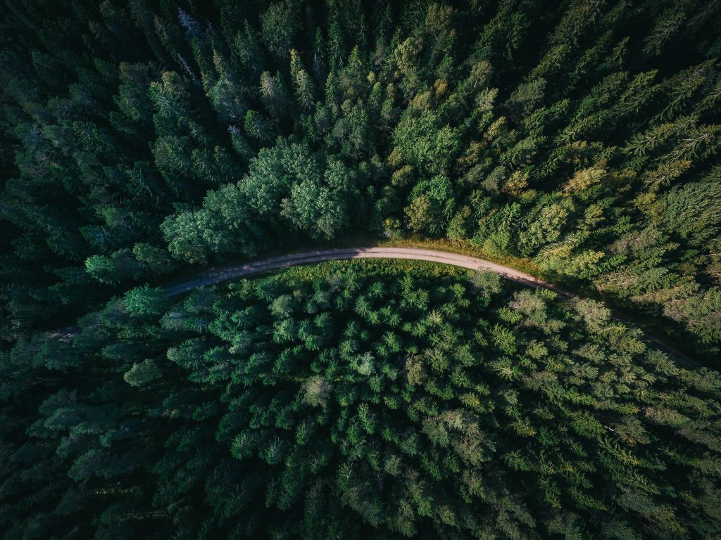 In volo sulla foresta - Foto Geran De Klerk @Unsplash