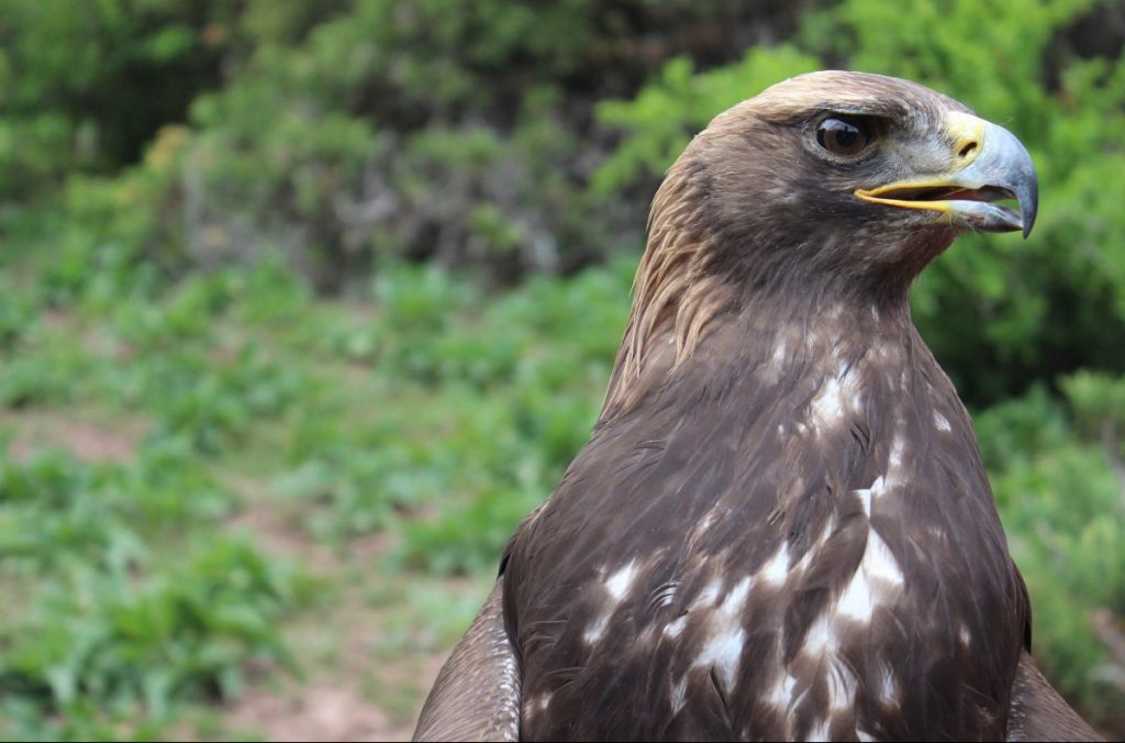 aquila reale, droni