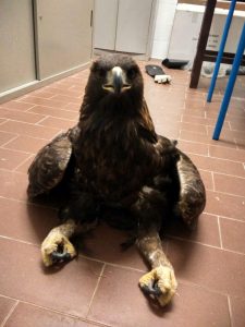 Sondalo – SO, loc. Migiondo. Aquila reale intossicata acutamente da Piombo. Morirà pochi giorni dopo il suo recupero - Foto Parco dello Stelvio
