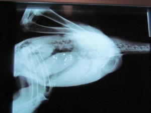 Radiografia di un’Aquila reale morta per saturnismo acuto a Lasa – BZ che evidenzia la presenza nel tratto digerente di 12 pallini di piombo usati per la caccia alla Lepre - Foto Parco dello Stelvio