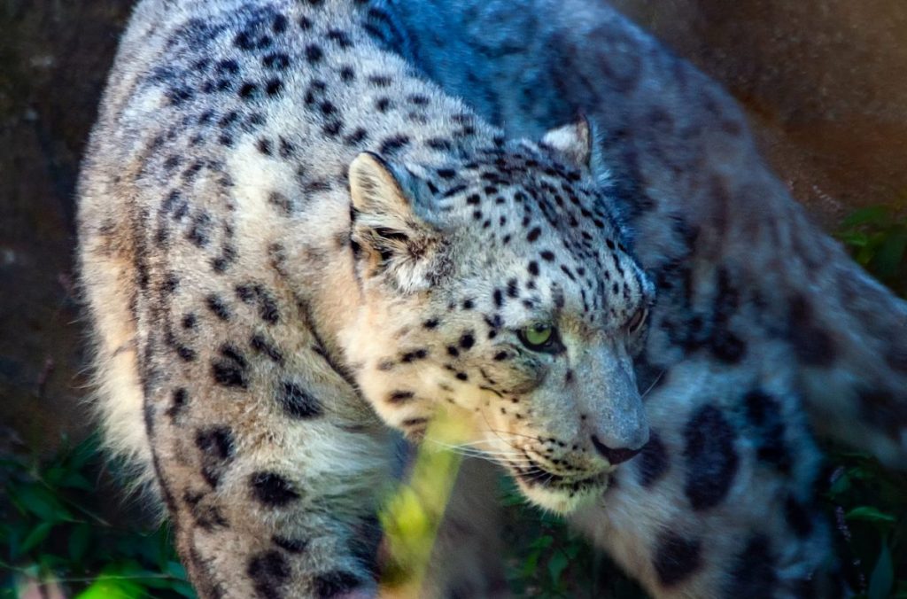leopardo delle nevi, wwf
