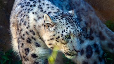 Photo of Leopardo delle nevi: oltre il 70% dell’habitat ancora inesplorato
