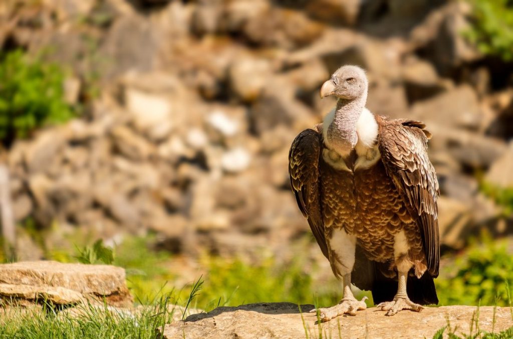 Grifone - Foto Bruno /Germany @Pixabay