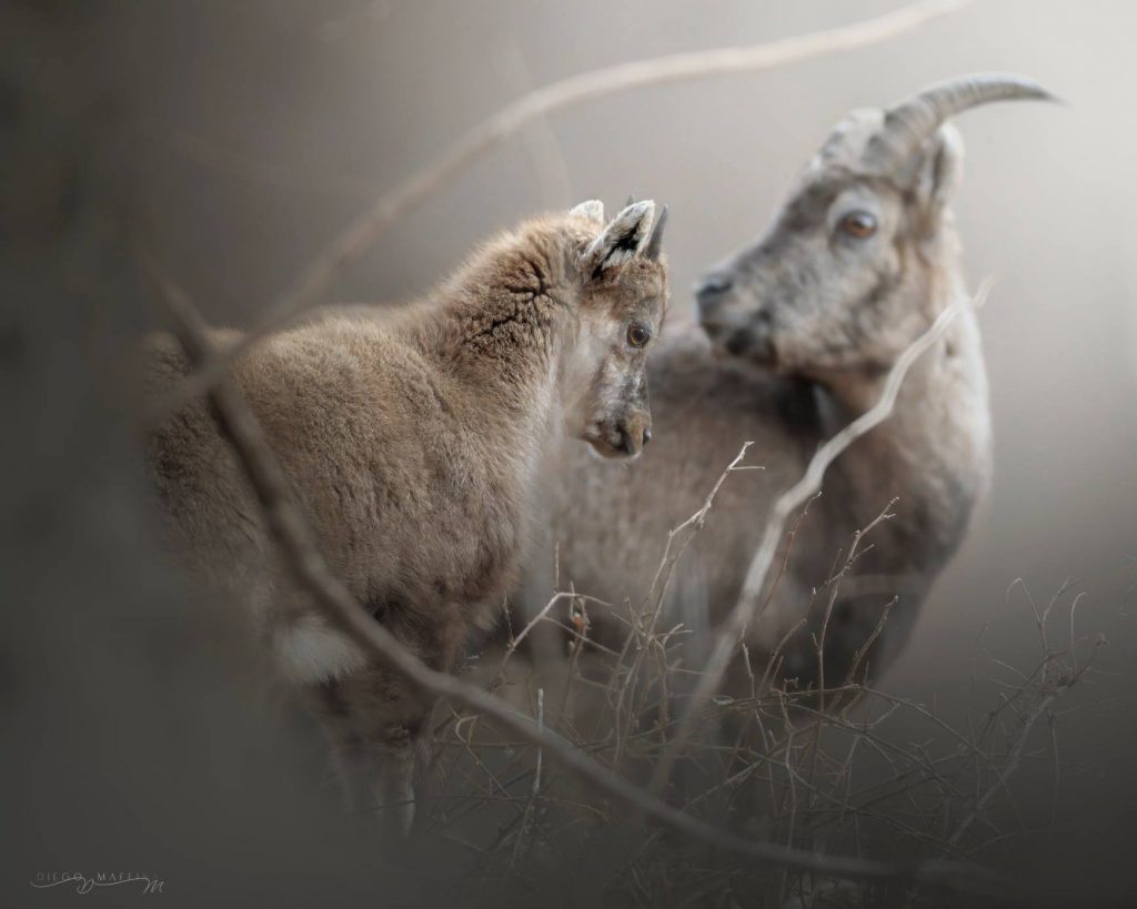 Ph. Diego Maffina - Foto Fb Stambeccoorobiee