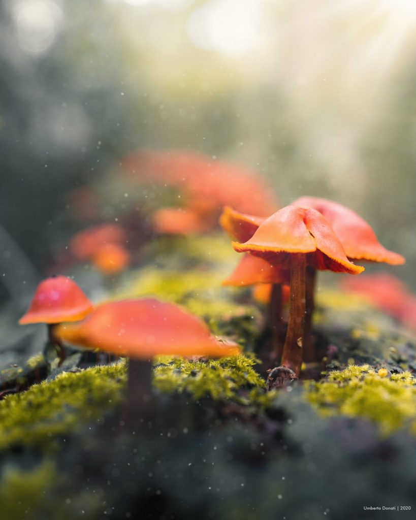 Foto FB Oasi WWF Bosco di Cornacchiaia