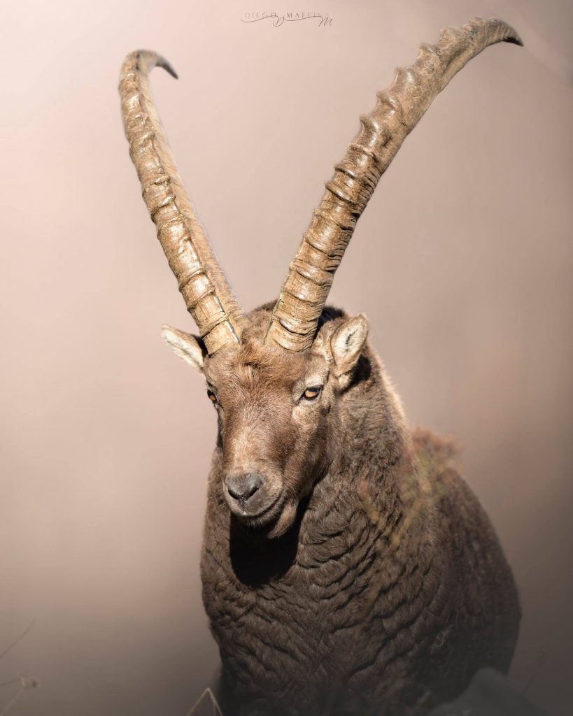 Ph. Diego Maffina - Foto FB Stambeccoorobie