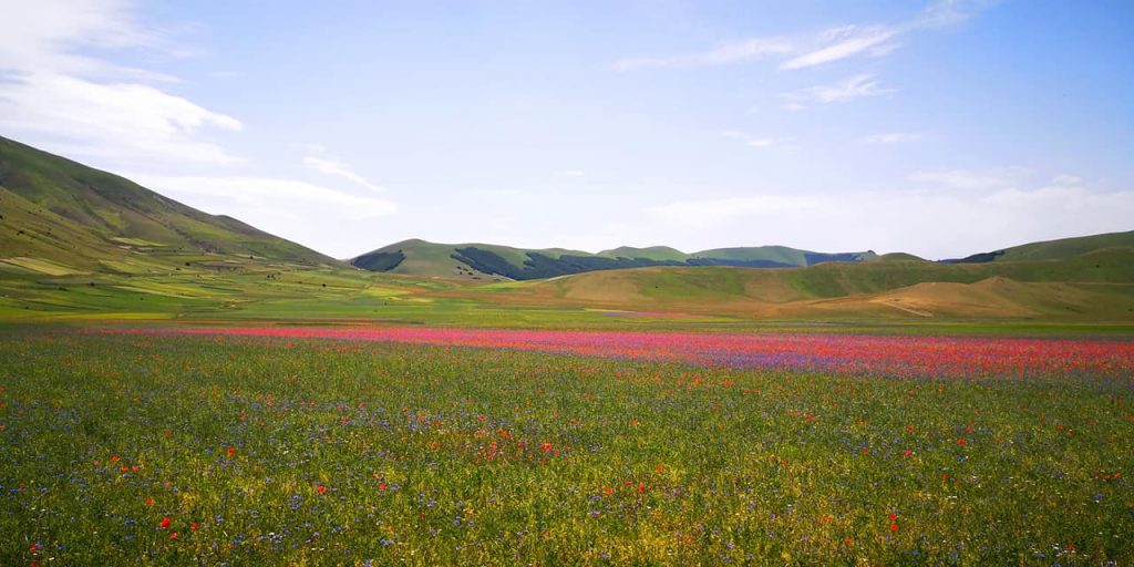 Castelluccio di Norcia, Pian Grande fine giugno 2021 - Foto Tatiana Marras