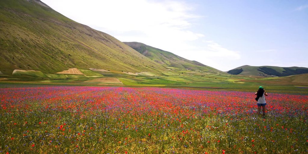 Fioritura di Castelluccio fine giugno 2021 - Foto Tatiana Marras